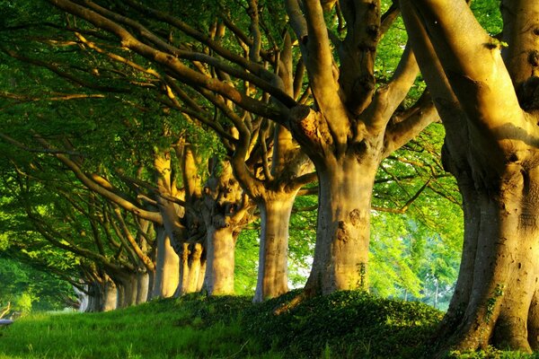 Fabulous mushroom forest is waiting for you