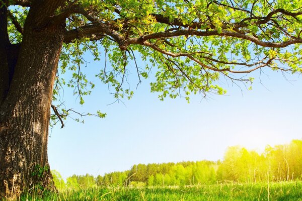 Un árbol en un campo en un día de verano