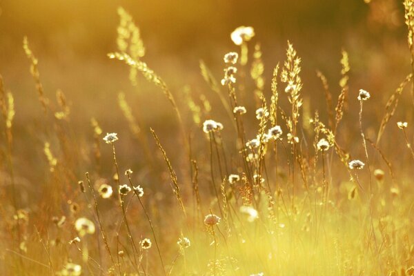 Wildblumen in der Morgensonne