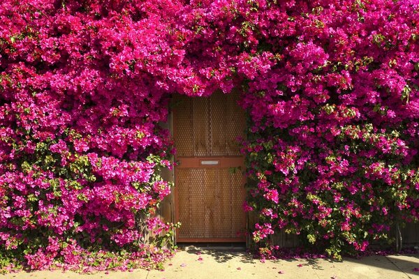 Porte envahie de roses roses