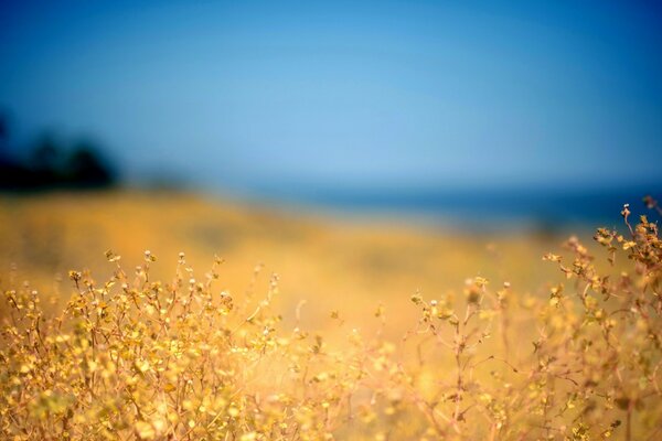 Summer field. blurred outlines