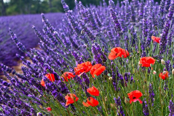 Lavanda en un campo en un día soleado de verano