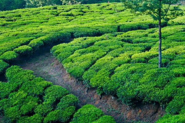 Tappeto verde nel mezzo della roccia copertura