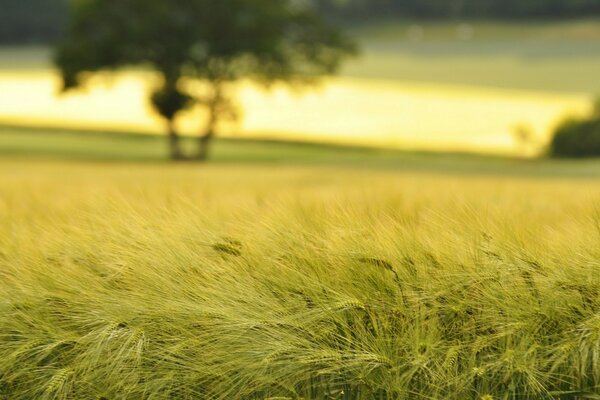 Champ de blé d été au coucher du soleil