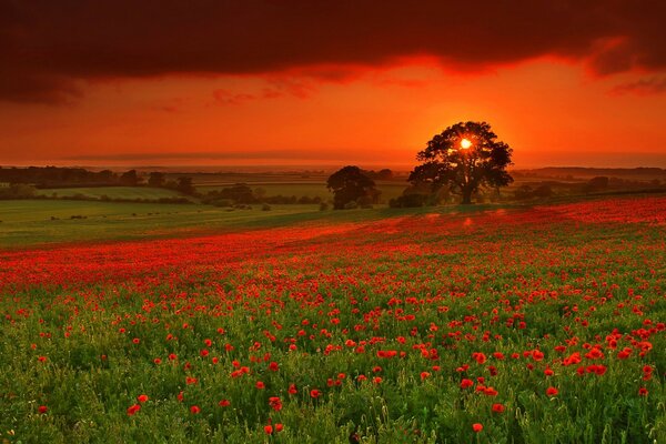 Campo rurale al tramonto