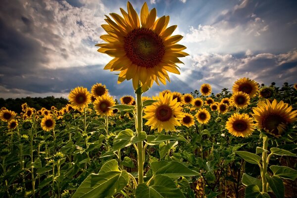 Sonnenblumenfeld. Sommer. Bewölkter Himmel