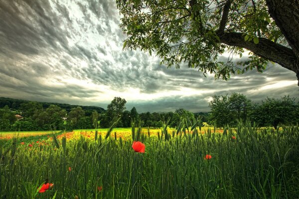 Rote Mohnblumen im Sommer auf der Lichtung