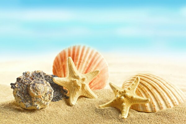 Starfish and seashells on the sand