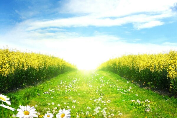 Paysage d été lumineux avec des marguerites