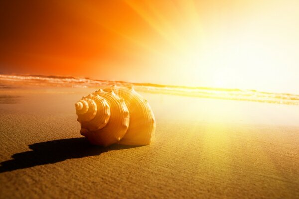 Muschel im Sand im Licht der Sonne