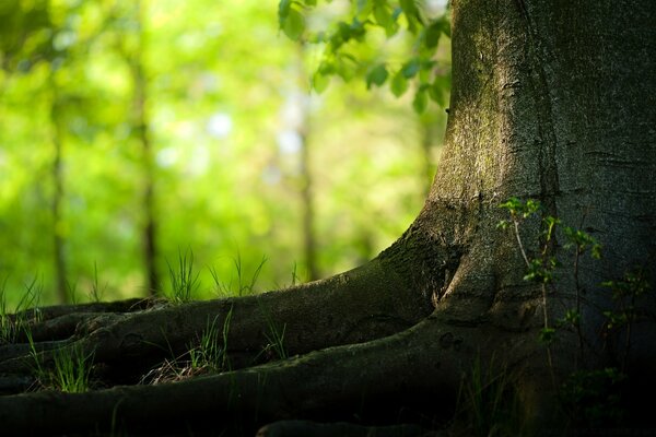 La beauté de la nature que nous ne remarquons pas