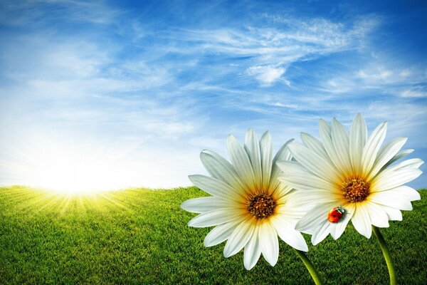 Campo de verão e joaninha em uma flor