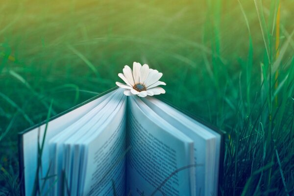 Summer meadow with a daisy on a book