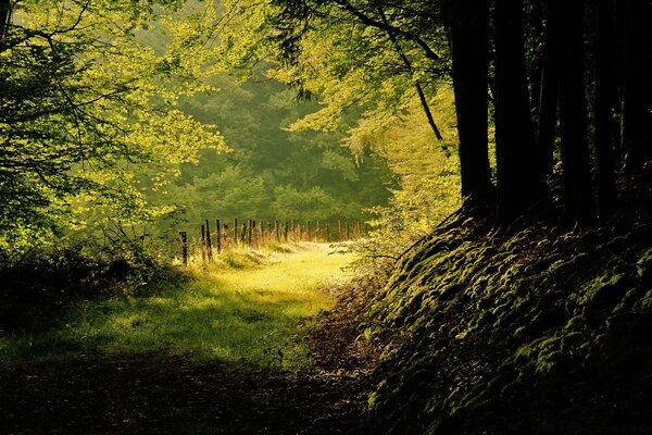 El medio dorado de un bosque denso