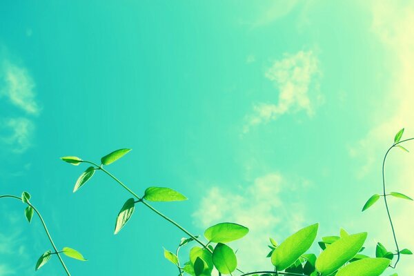 Feuillage vert sur fond de ciel vert