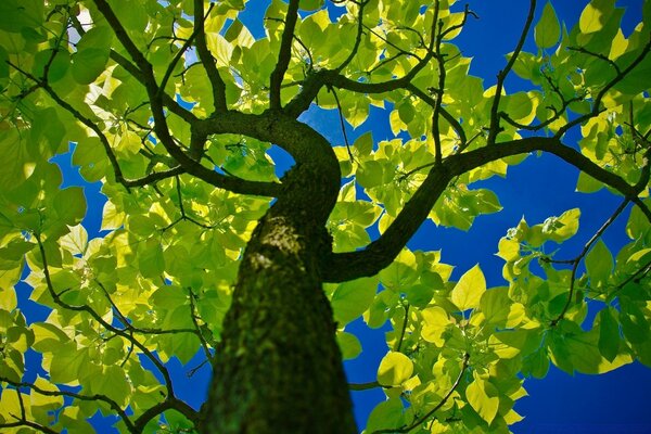 Gekrümmter Baum mit grünen Blättern