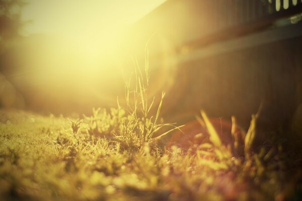 Summer landscape, blurred background