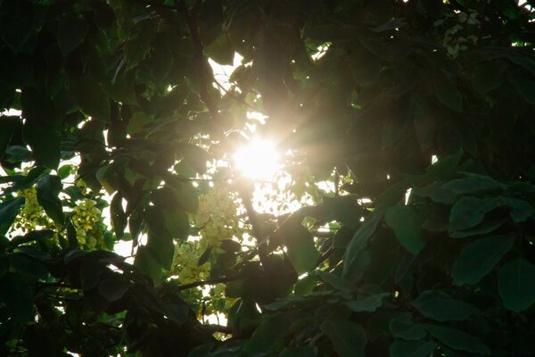 Sonnenstrahlen durch die Blätter des Baumes