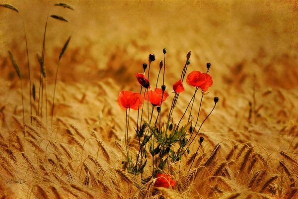 Coquelicots rouges au milieu d un champ de blé