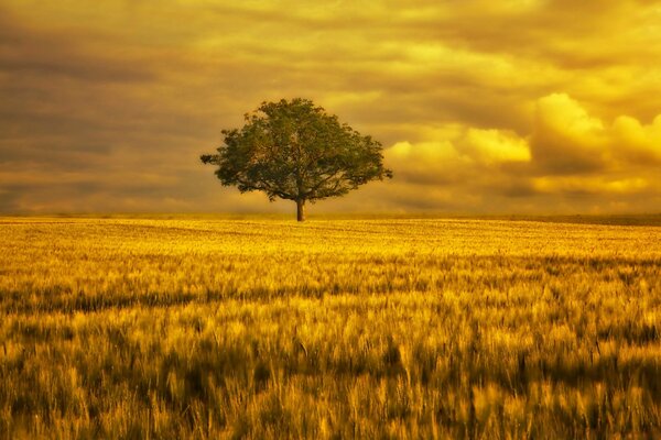 Arbre solitaire debout dans un champ