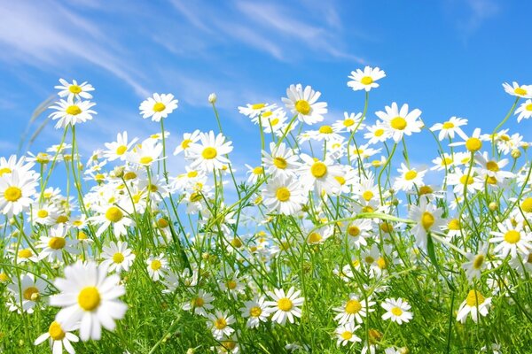 Chamomile field against the blue sky