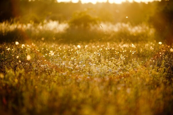 Goldene Wiese im Bokeh-Stil