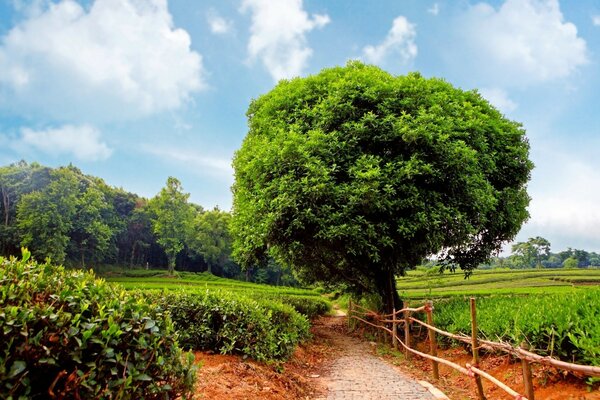 Albero possente nel mezzo di un paesaggio alpino