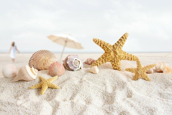 Composition of starfish and seashells on the beach