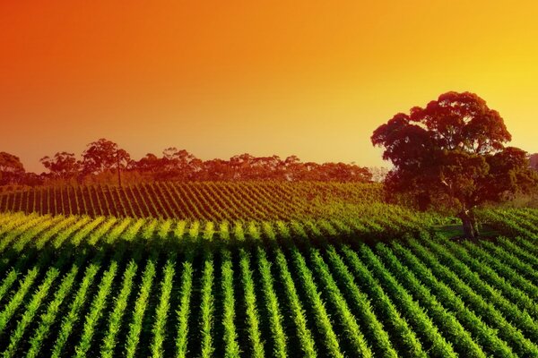 Rural fields at sunset