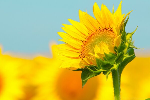 Sunflower on the field close-up