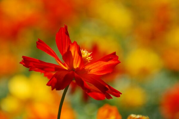 Red flower on a blurry background