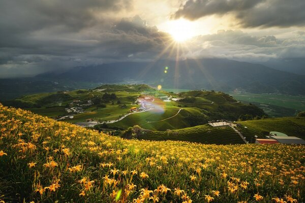 Natura campo di gigli gialli su uno sfondo di colline verdi