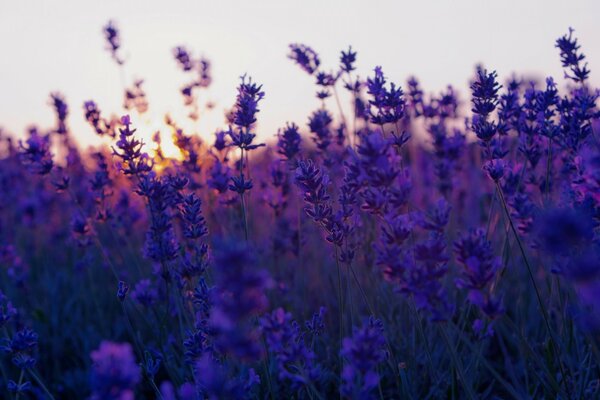 Lila Sonnenuntergang in der Mitte eines einfachen Feldes