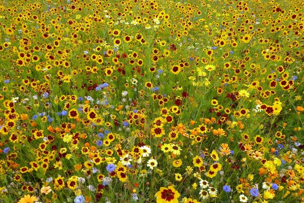 Many beautiful flowers in the field