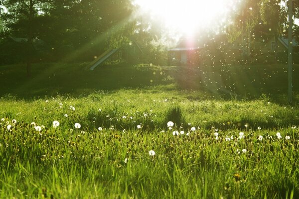 Dandelion seeds - make a wish