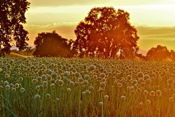 Sonnenaufgang im Sommer auf dem Feld