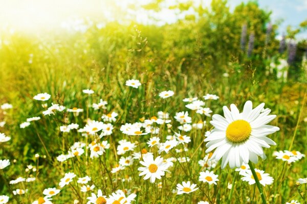 Cebolla floreciente de verano con margaritas blancas como la nieve