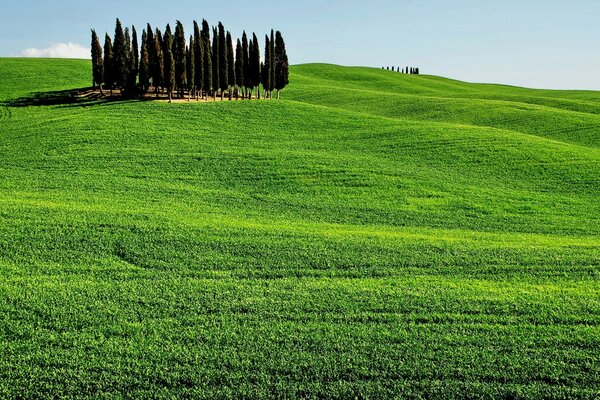 Hermoso paisaje con árboles y hierba verde