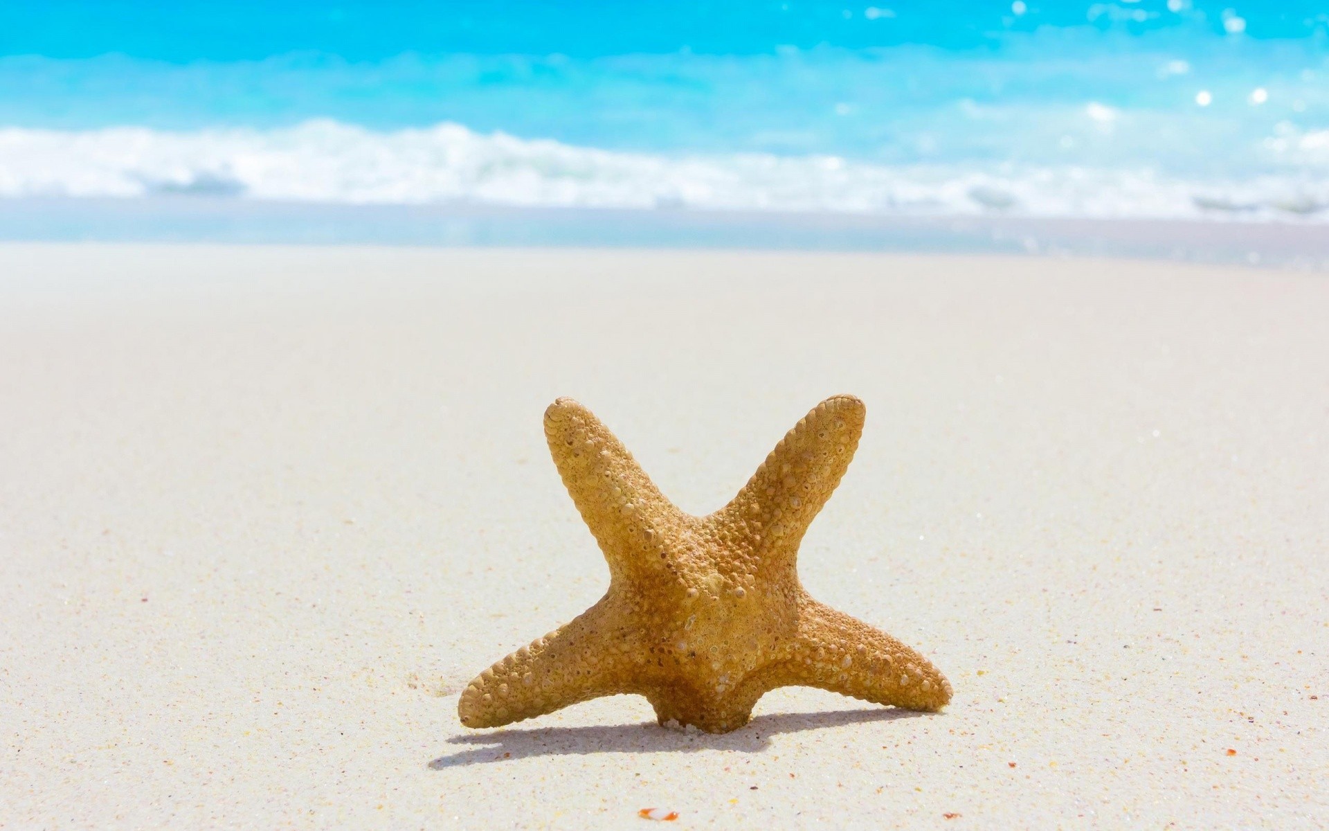 sommer seestern sand strand meer reisen meer schale muscheln nadelhäute wasser muscheln urlaub ozean natur ein tropisch himmel im freien