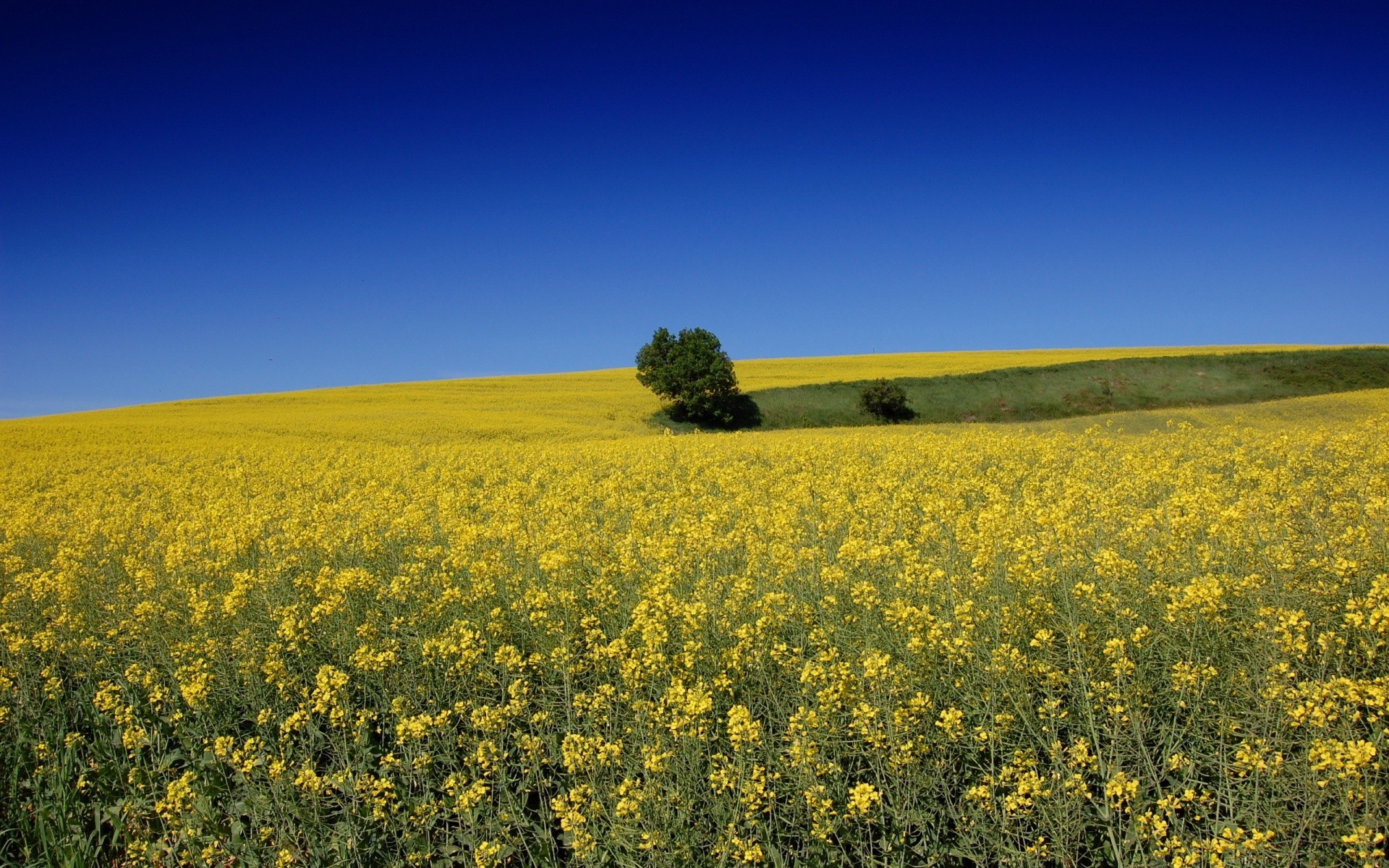 summer agriculture landscape field crop sky farm oil rural flower nature outdoors horizon environment flora hayfield countryside scenic daylight soil