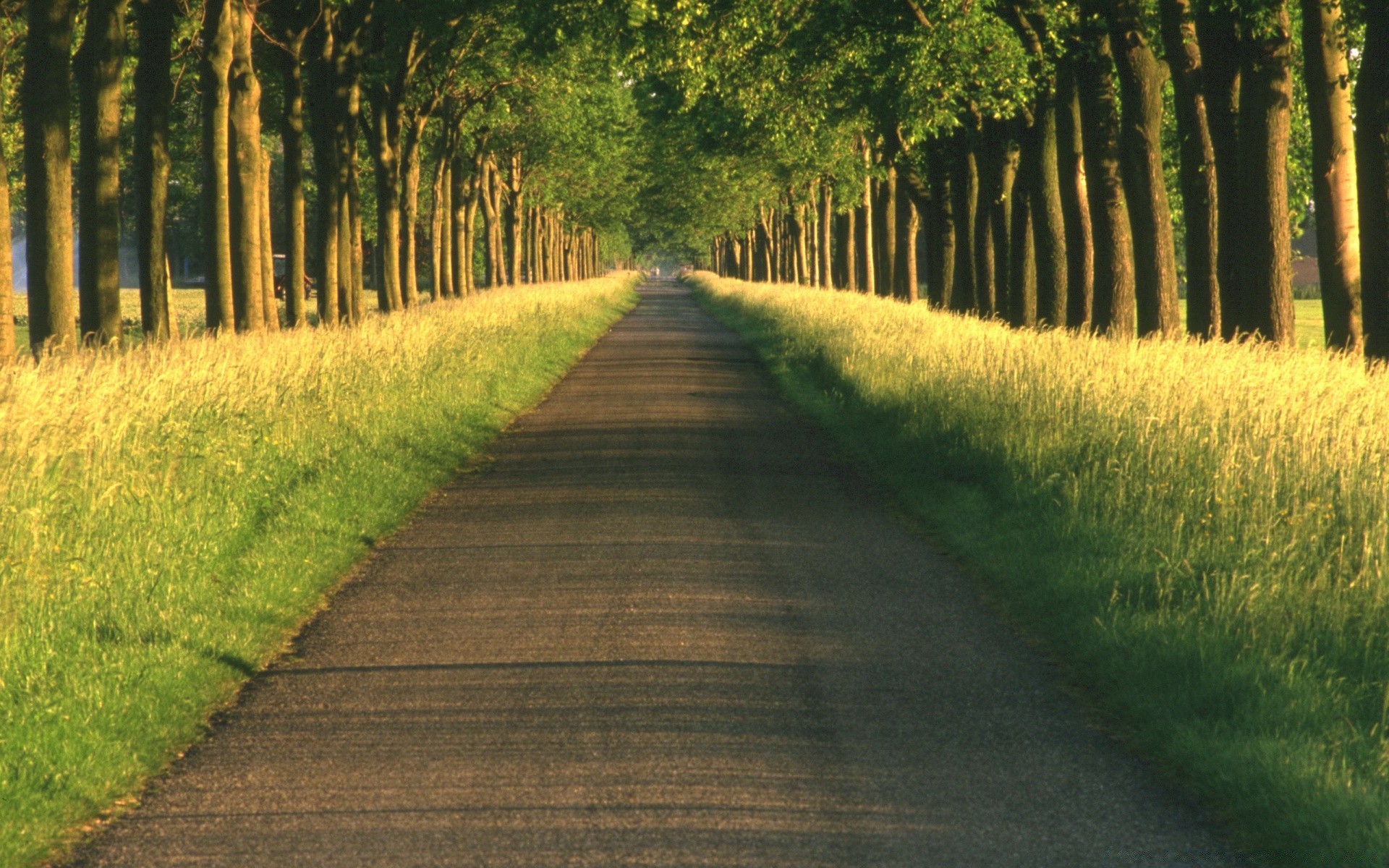 summer wood guidance road tree landscape nature grass leaf park outdoors footpath rural countryside scenic environment fair weather lush country