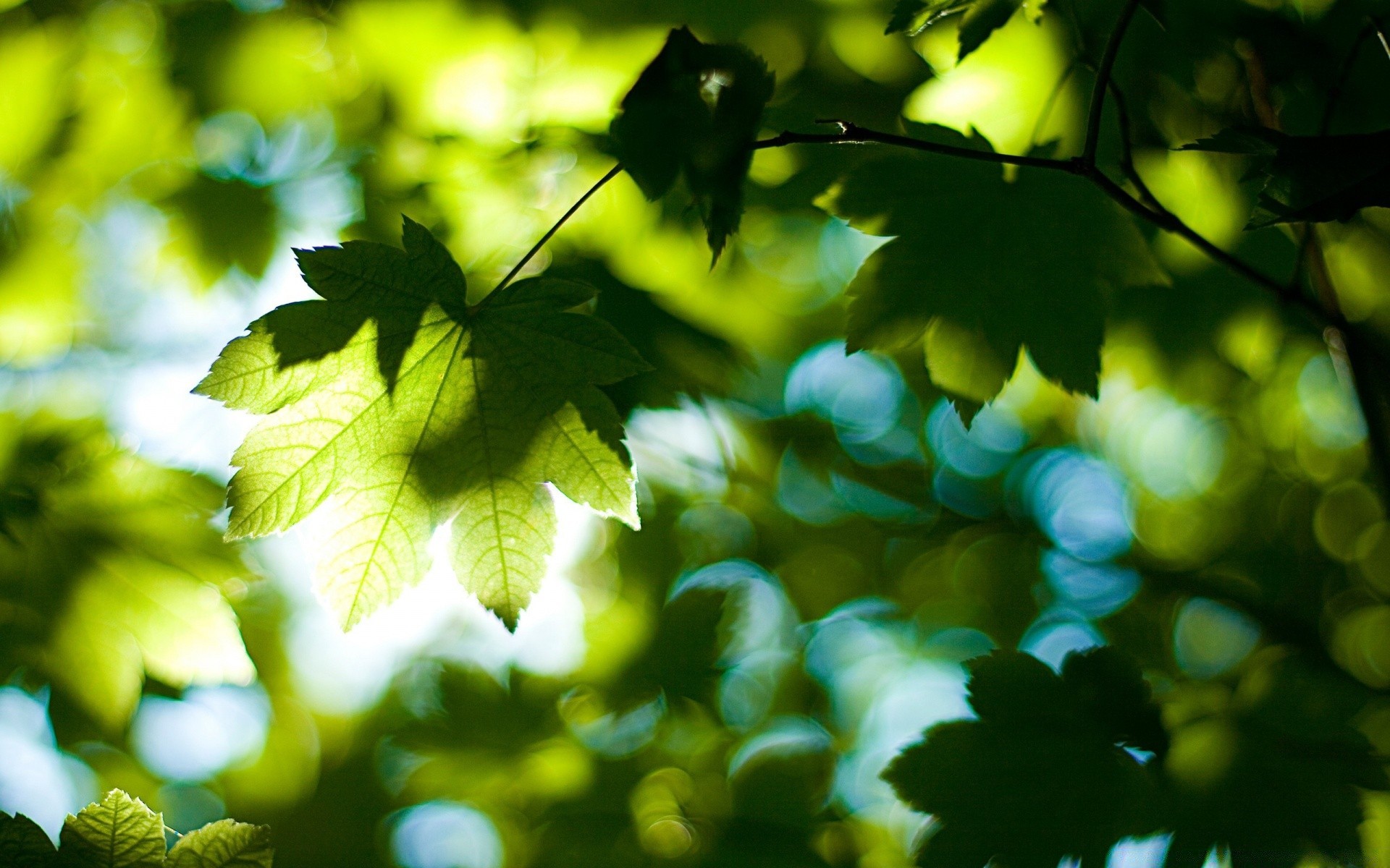 sommer blatt natur flora wachstum sonne gutes wetter hell üppig garten baum zweig farbe licht herbst holz unschärfe im freien