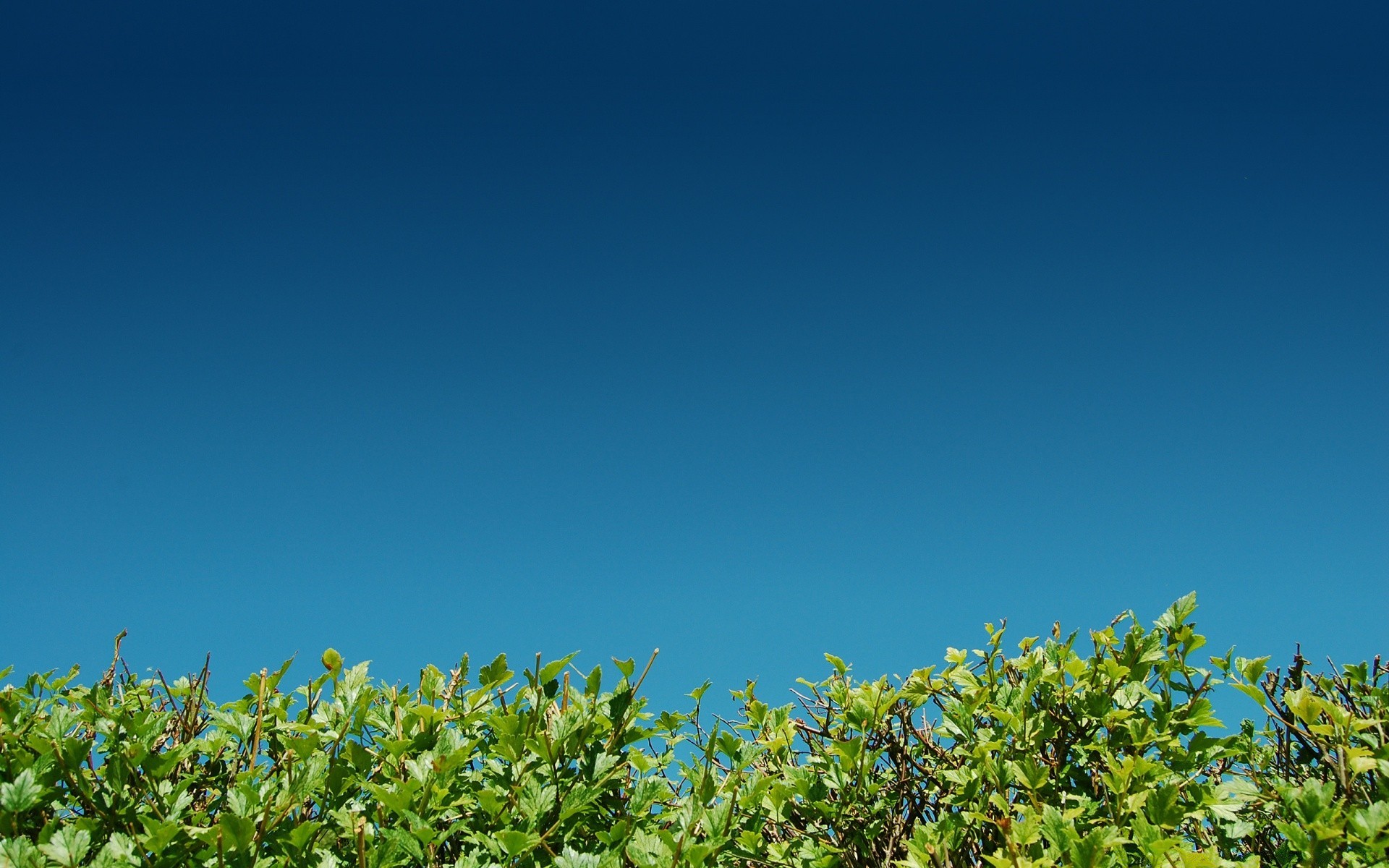 summer nature leaf sky tree outdoors sun flora growth space field fair weather grass garden rural flower