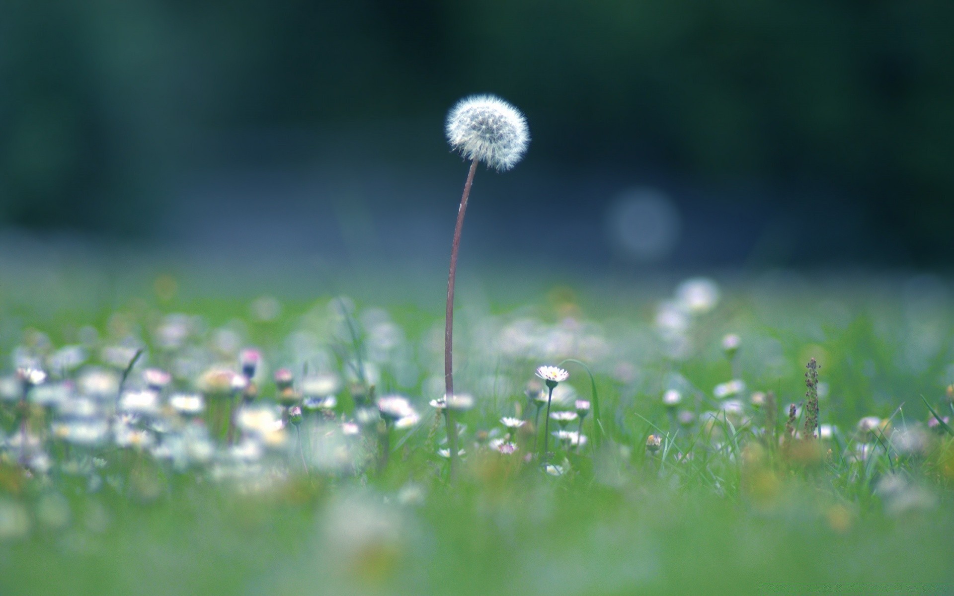 sommer gras heu natur wachstum löwenzahn feld blume flora im freien rasen blatt unschärfe sonne gutes wetter medium weide des ländlichen garten