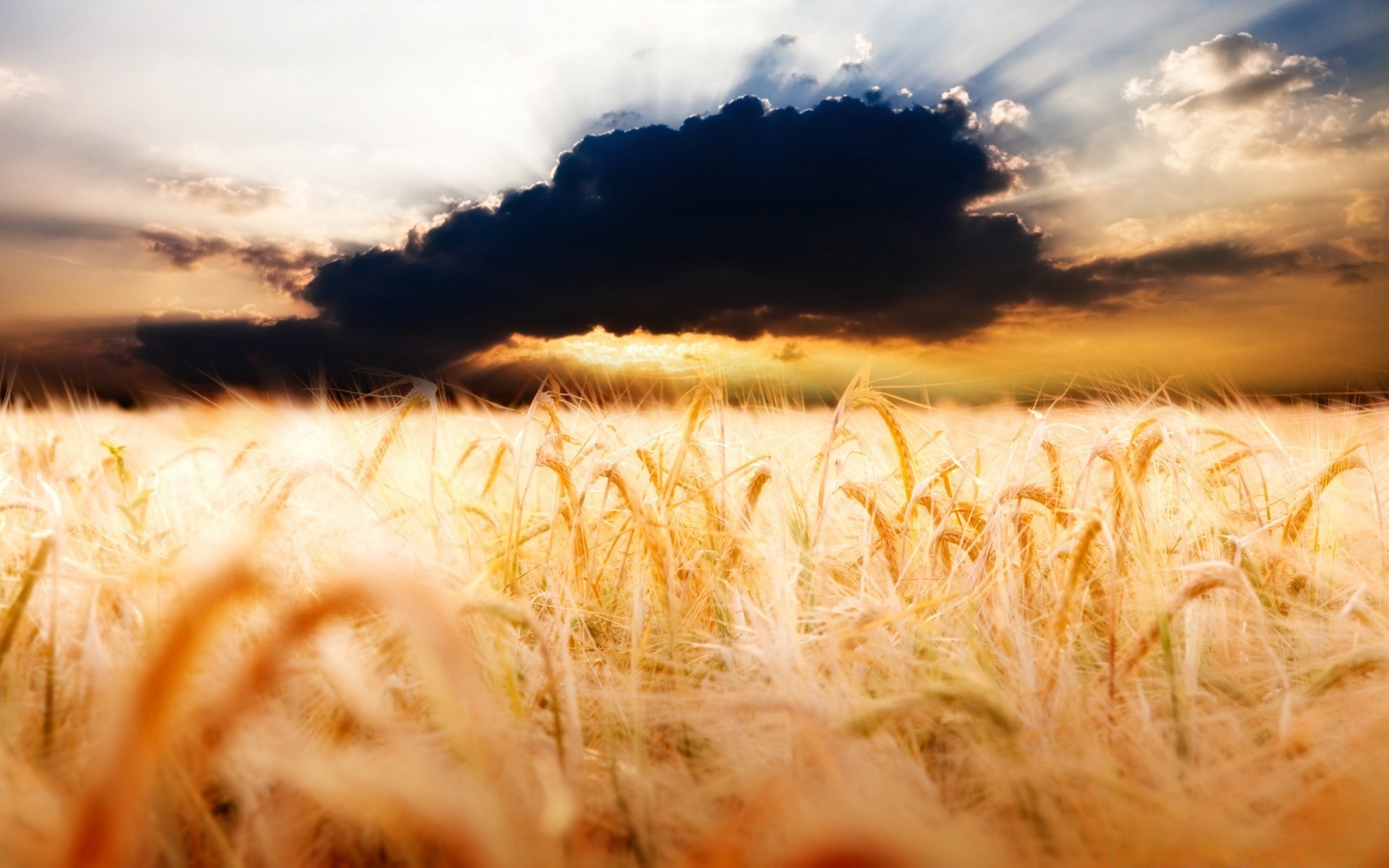 summer cereal nature wheat landscape rural pasture field sunset sun straw gold agriculture farm corn grass outdoors fair weather crop dawn