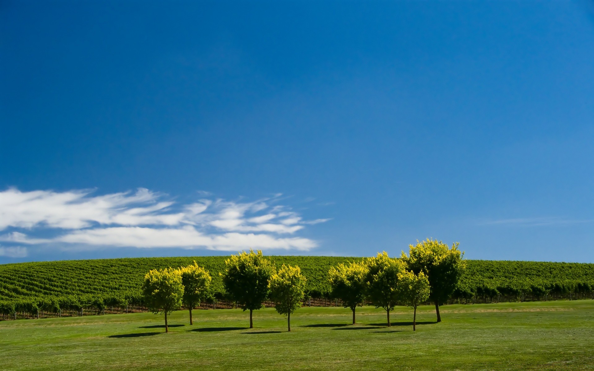 estate paesaggio albero erba natura cielo all aperto campagna rurale campo agricoltura terreni coltivati autunno pastorale pascolo sole bel tempo fattoria