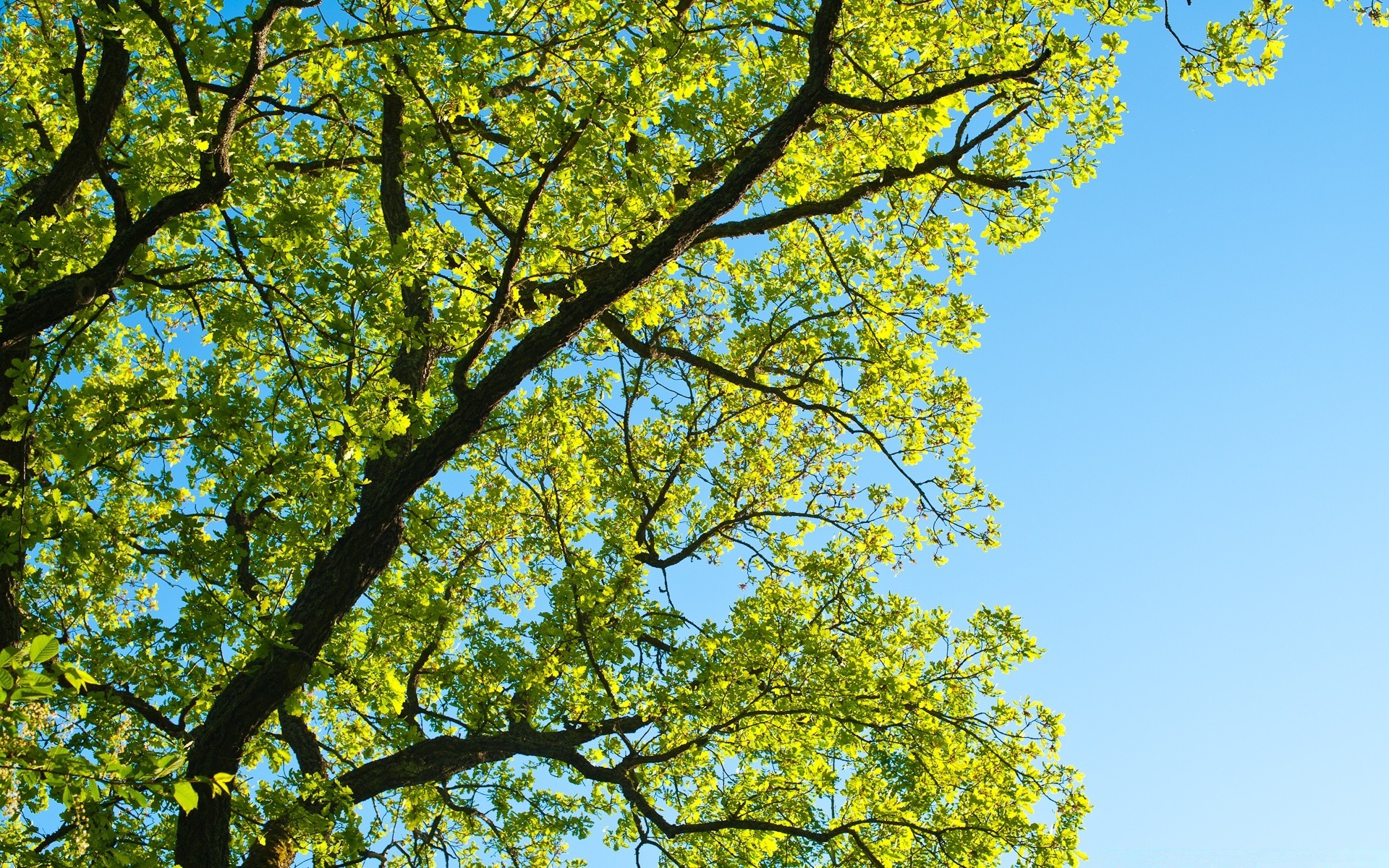 lato liść drzewa oddział krajobraz natura sezon jesienny drewno park dobra pogoda słońce środowisko jasny wzrost na zewnątrz malownicza scena flora