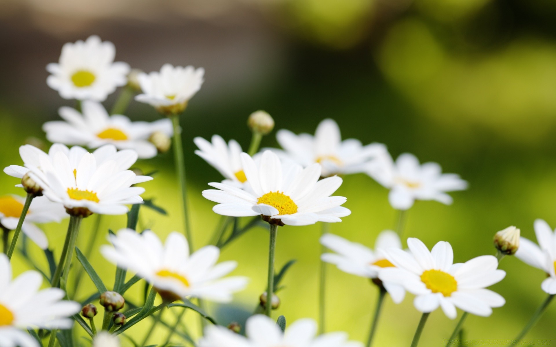 lato natura kwiat stokrotka flora dobra pogoda liść wzrost ogród jasny na zewnątrz słońce trawa płatek pole sianokosy bluming