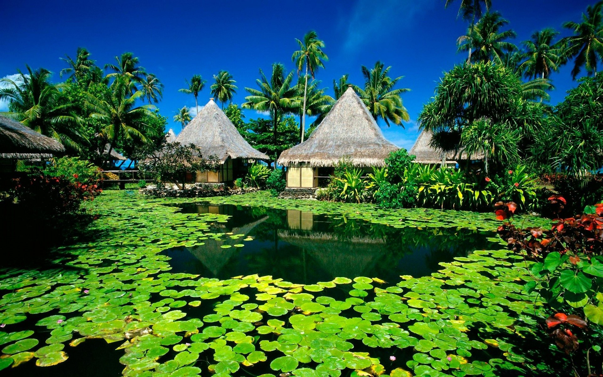 été jardin tropical eau piscine arbre exotique voyage parc à l extérieur feuille nature paume lac flore fleur