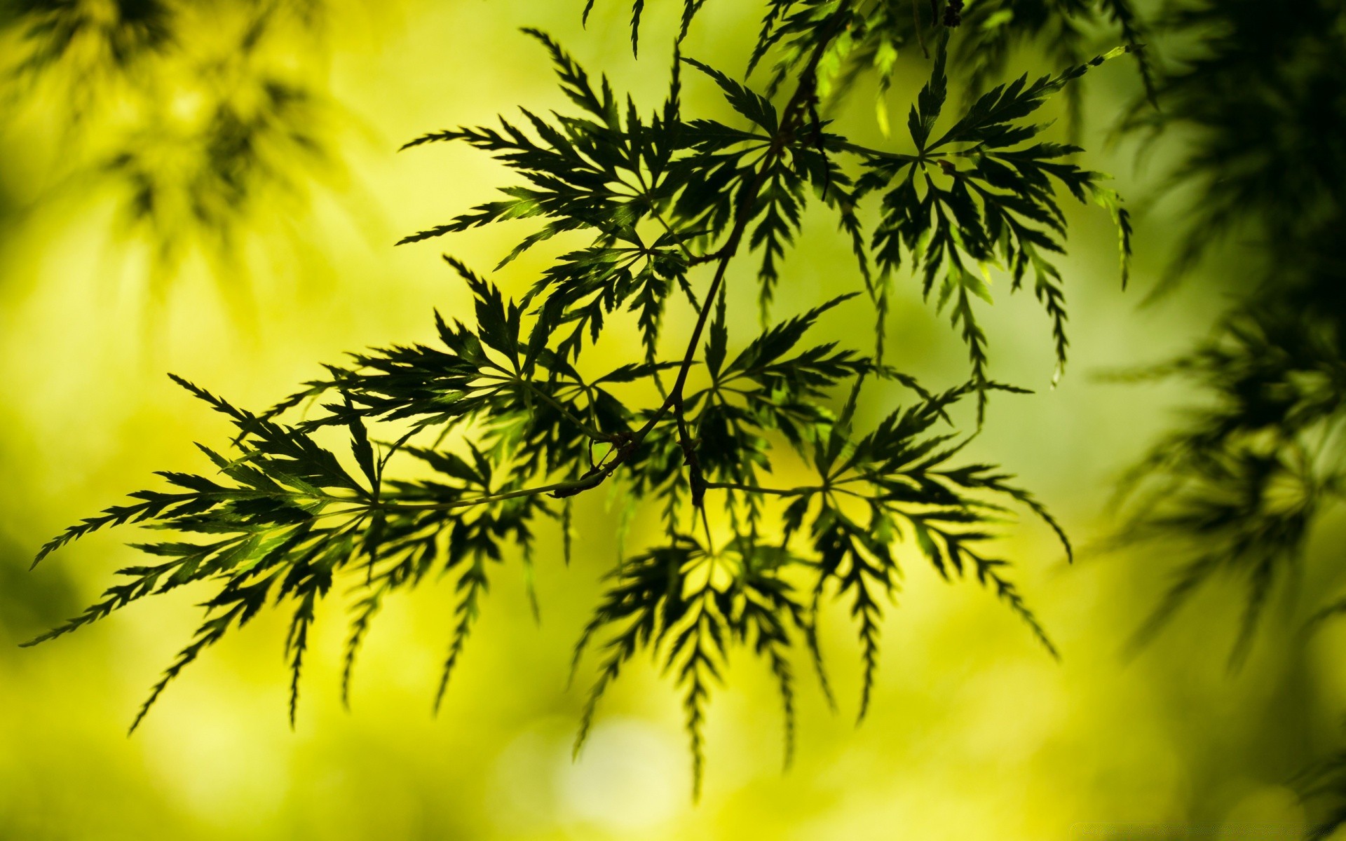 sommer natur flora blatt baum schließen desktop filiale hell üppig farbe garten frische wachstum